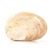 Lot 285 Ancient Fossilized Clam Shell