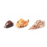 Lot 287 Trio of Small Sea Shells, Cypraea, Pear Triton & Triton