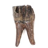 Lot 289 Ancient Woolly Rhinoceros Fossilized Tooth