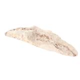 Lot 299 Ancient Fossilized Fish Section