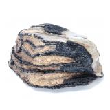 Lot 300 Fine Section of Wooly Mammoth Molar