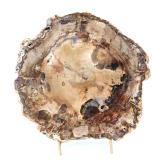 Lot 305 Wonderful Ancient Petrified Wood Slab