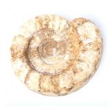 Lot 258 Large Ammonite Fossil
