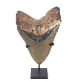 Lot 260 Intact Fossilized Megalodon Tooth
