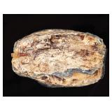 Lot 261 Large Slab of Wooly Mammoth Tooth Section