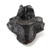 Lot 263 Ancient Fossilized Dinosaur Vertebra Piece