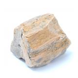 Lot 264 Ancient Fossilized Petrified Wood Section