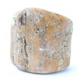 Lot 265 Fossilized Petrified Wood Section