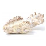 Lot 266 Ancient Phosphatherium Fossilized Mandible Section