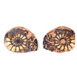 Lot 270 Gorgeous Ancient Fossilized Pair of Ammonite Fossils