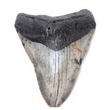 Lot 1 Fossilized Megalodon Shark Tooth