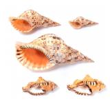 Lot 160 Fine Collection of Sea Shells, Ganesh Shankh  Triton Conch Shells