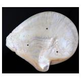Lot 265 Intricately Carved Clam Shell