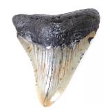 Lot 271 Fine Ancient Megalodon Tooth