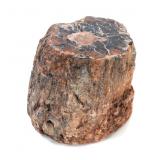 Lot 272 Fine Ancient Petrified Wood Branch Section