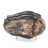 Lot 274 Juvenile Ice Age Woolly Mammoth Molar on Stand