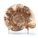 Lot 275 Lovely Ancient Perisphinctes Ammonite Fossil