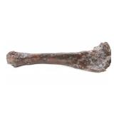 Lot 276 Fine Ancient Fossilized Leg Bone