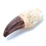 Lot 282 Fossilized Spinosaurus Tooth