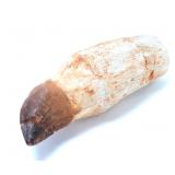 Lot 283 Fossilized Mosasaur Tooth with Root