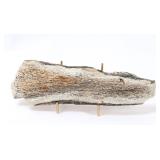 Lot 287 Ancient Wooly Mammoth Bone Section wStand