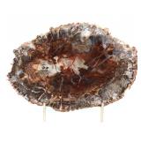 Lot 290 Gorgeous Section of Fossilized Wood