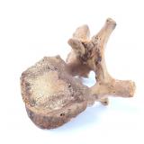 Lot 293 Ancient Fossilized Mammoth Vertebra
