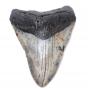Lot 1 Fossilized Megalodon Shark Tooth