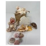 102 ShellsandCoral
