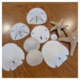226 NaturalSandDollars&StarfishCollection