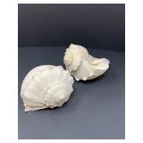 64 PairLeftHandedLightningWhelkBusyconContrarium