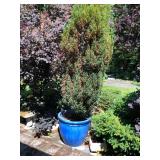Large Blue Ceramic Pot With Tree - Garden Accent