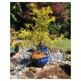 Two Large Blue Ceramic Planters with Established Trees