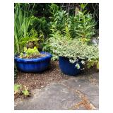 Set of Blue Ceramic Planters with Plants –Petunia and Coleus Group