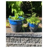 Pair of Blue Ceramic Planters with Greenery – Vibrant Glaze Finish	