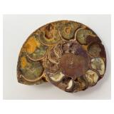 Polished Ammonite Fossil – Mineralized Chamber Pattern