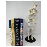 Anatomy & Biology Study Lot with Mini Skeleton Model and Textbooks