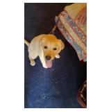 Our mascot is not for sale!