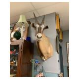 Taxidermy 