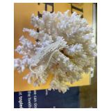 REAL CORAL