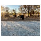 Cows in the field previewing, don’t run over