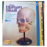 HUMAN SKULL SCIENCE 
