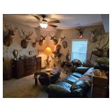 AMAZING Springfield, MO Estate Sale-TAXIDERMY COLLECTION, TOOLS, AMMO, KNIVES, BEER COLLECTIBLES!