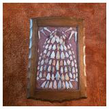 Vintage display table with Native American arrowheads circa early 1900s