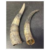 HORNS