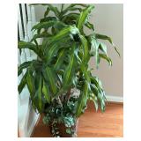 Indoor Plant Decor 