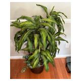 Indoor Plant Decor 