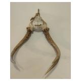 Deer Antler Mount