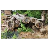 Felled pine trees, dried