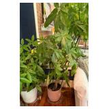 Tropical plants